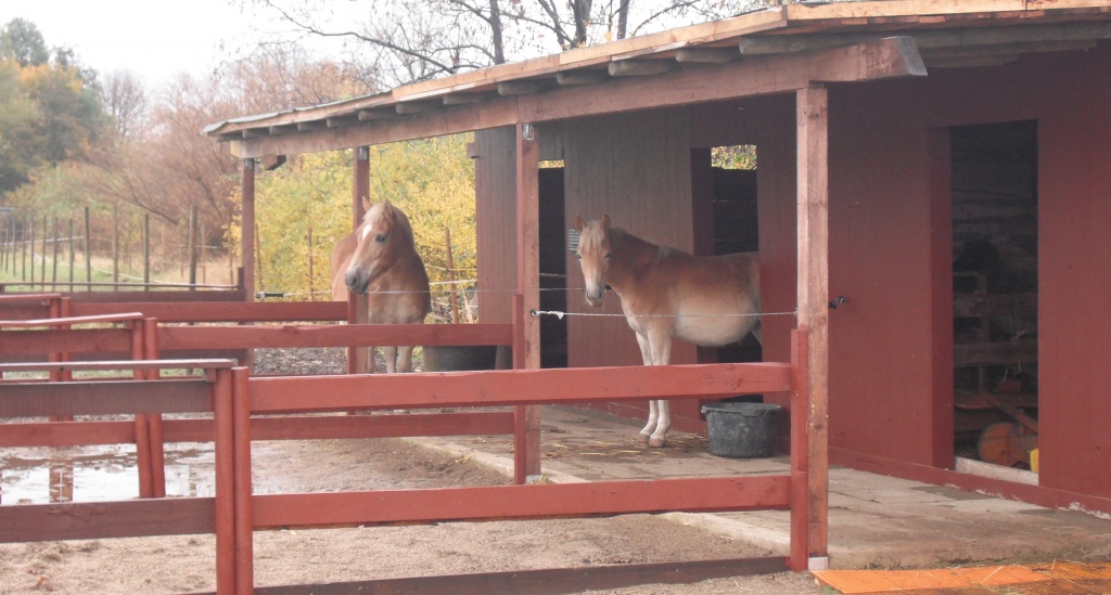 Suche dringend Beistellpferd - Pferde - Sarstedt