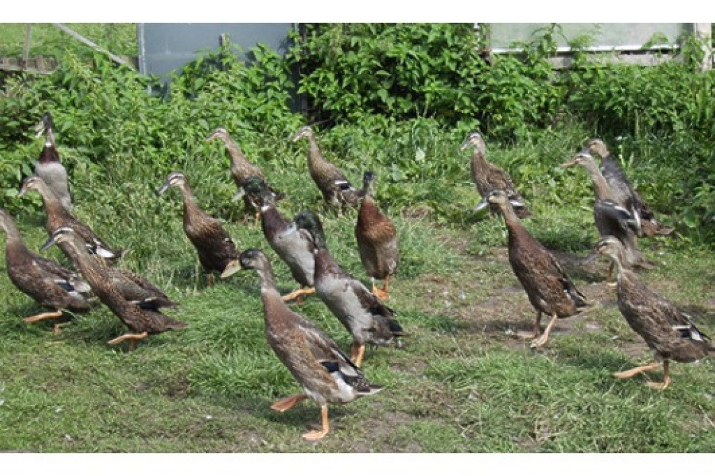 Indische Laufenten zu verkaufen - Nutztiere - Münster