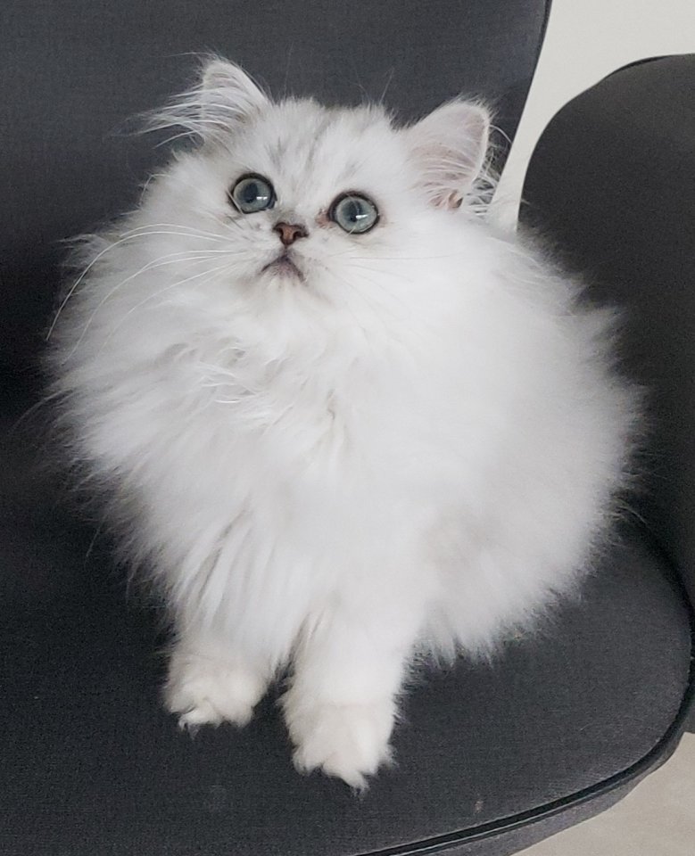 Reinrassige Perserbabys, Perserkitten,  Perserkätzchen chinchilla und Silver Sha - Katzen - Rüsselsheim am Main