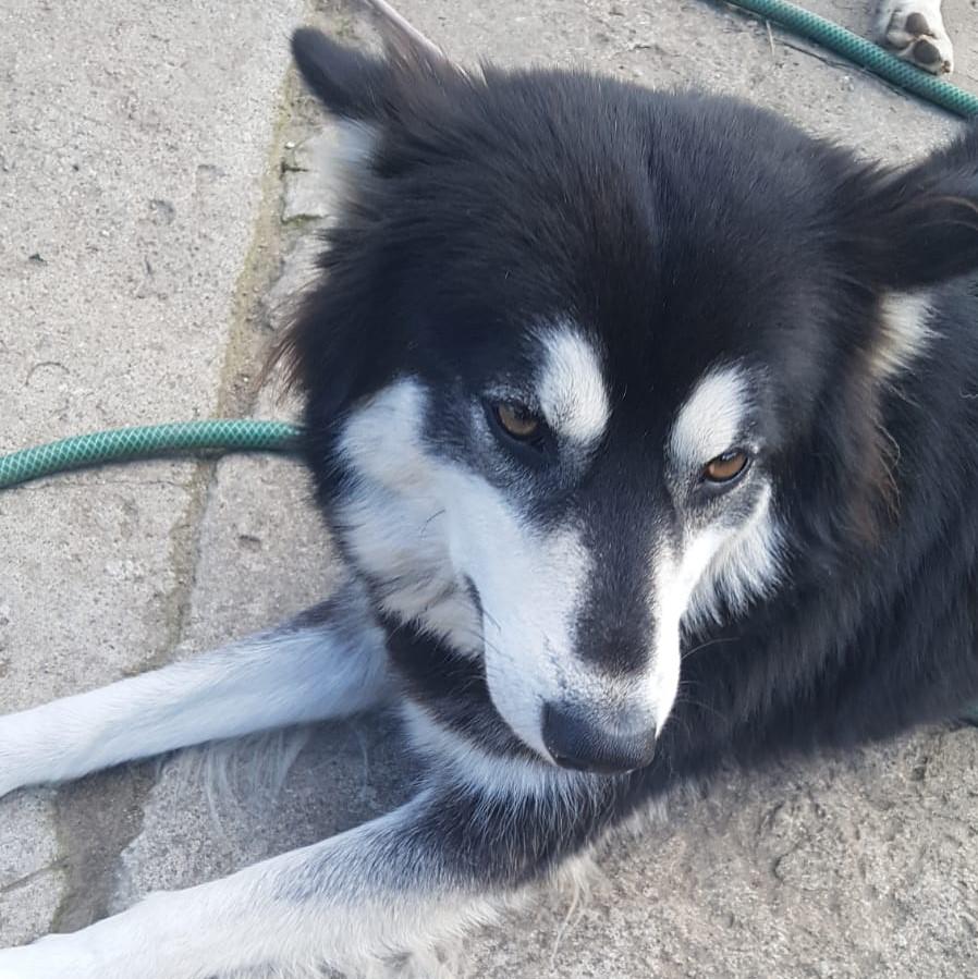 Buddy - Vermittlungshilfe Kontakt ueber www.buddys-tierhilfe.de - Hunde - Krefeld