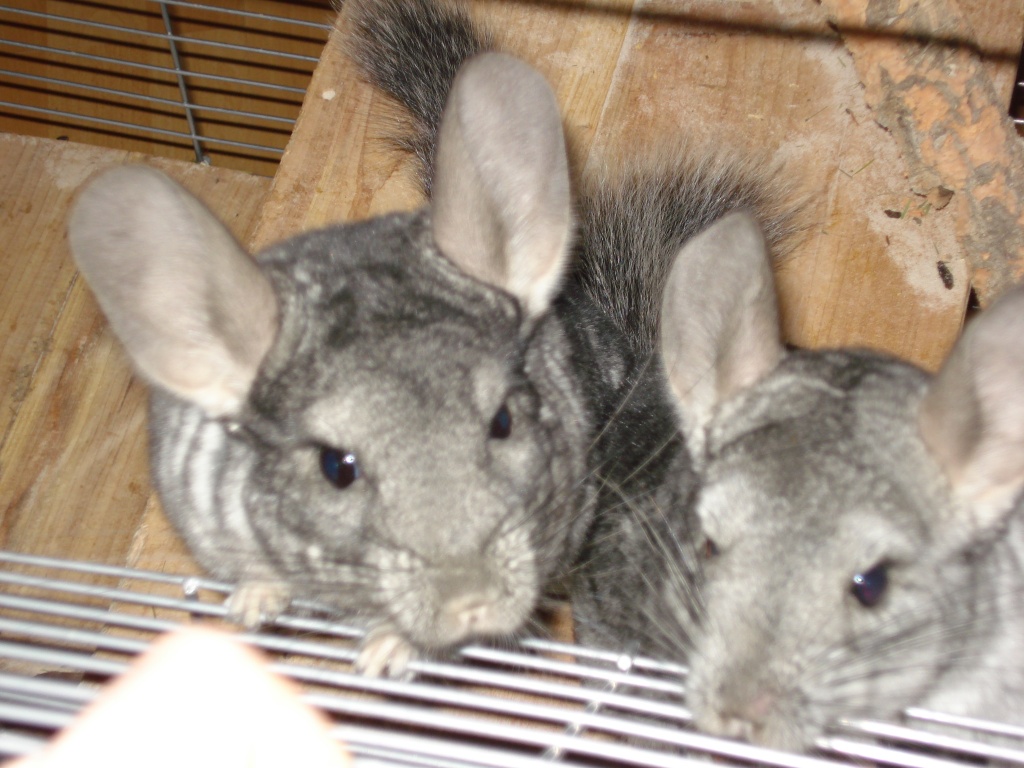 Zweeei Supersüße chinchillas zum abgeben + Käfig. - Hunde - Schotten