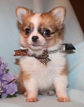 Chihuahua- und Minichihuahuawelpen aus seriöser Zucht - Hunde - Kobern Gondorf