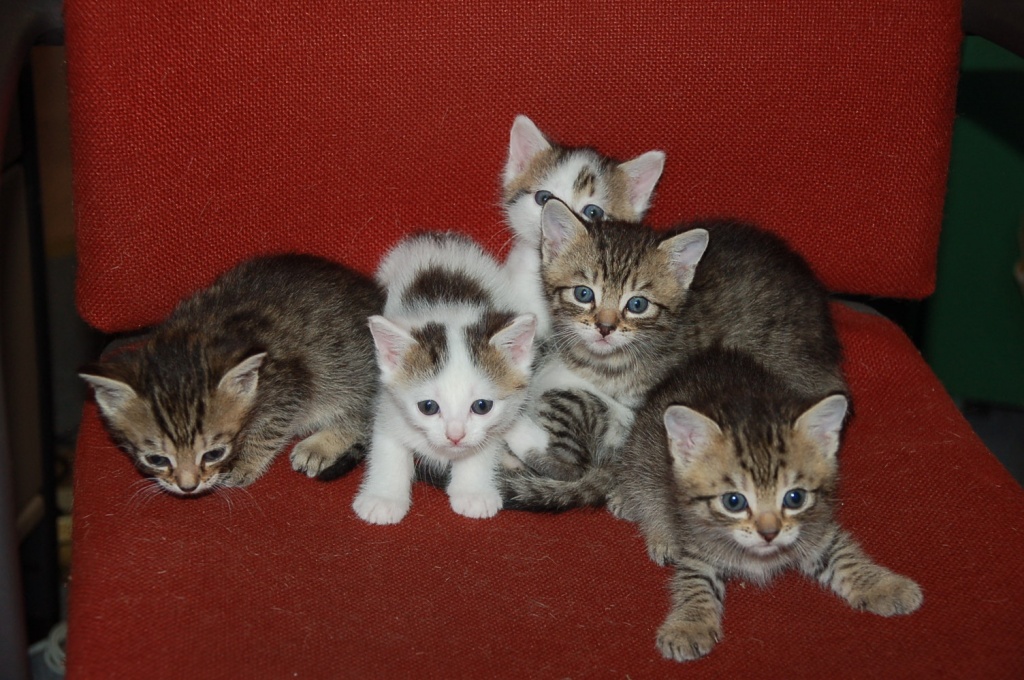 5 Katzenkinder Europ. Kurzhaar - Katzen - Wiesbaden