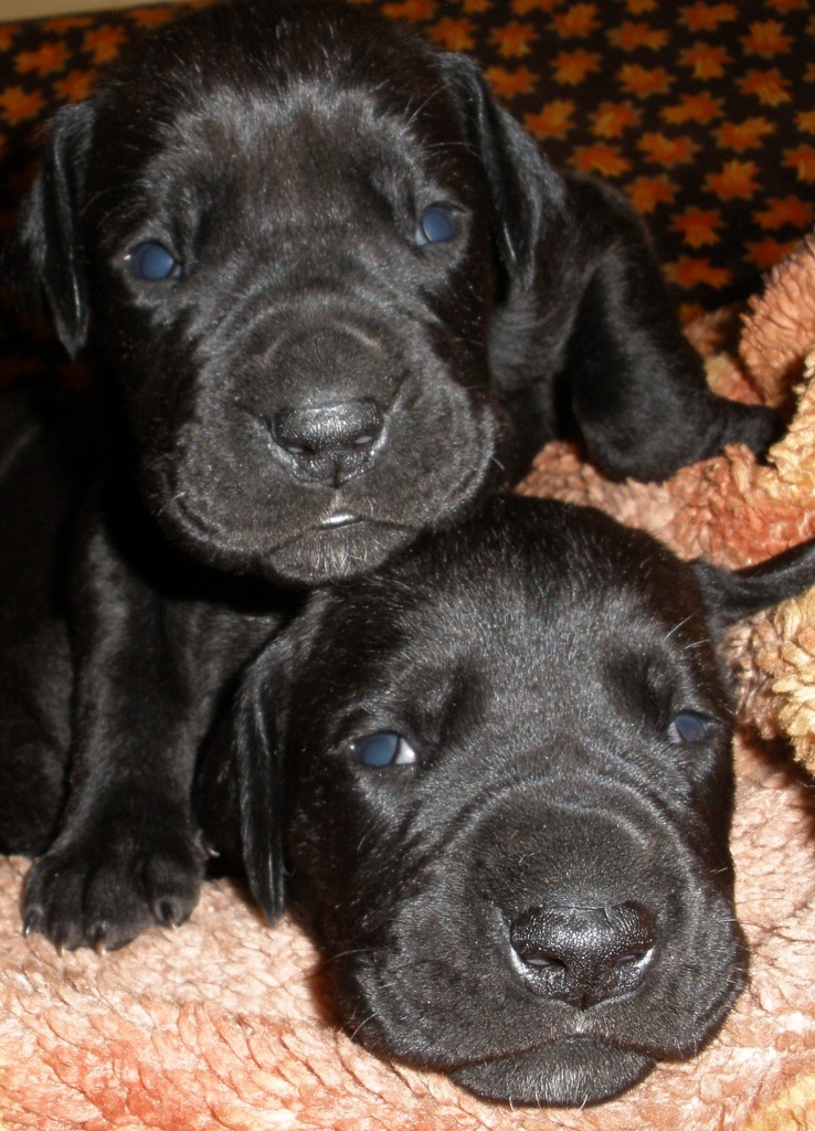 Doggenwelpen - Hunde - Lüderitz