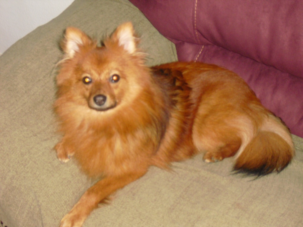 10-Monate alte Kleinspitzhündin abzugeben - Tierboersen - Berlin