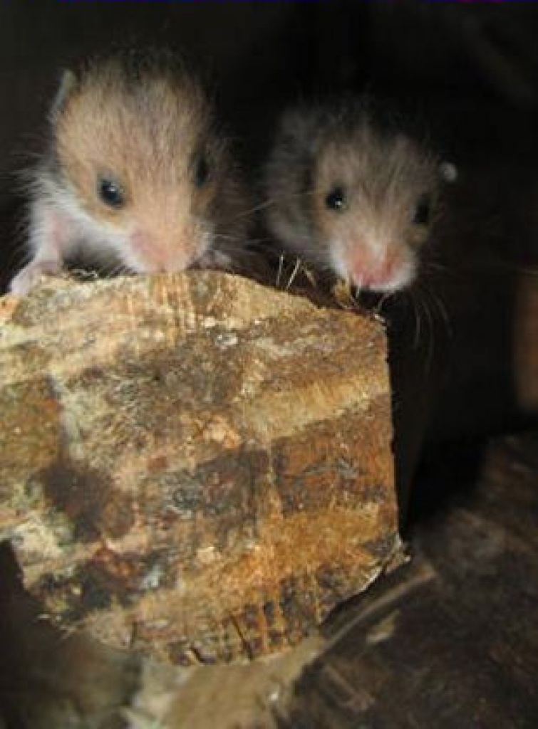Noch kleine (4 Wochen alte) Teddyhamsterbabys abzugeben - Nagetiere - Umgebung Nürnberg/Fürth