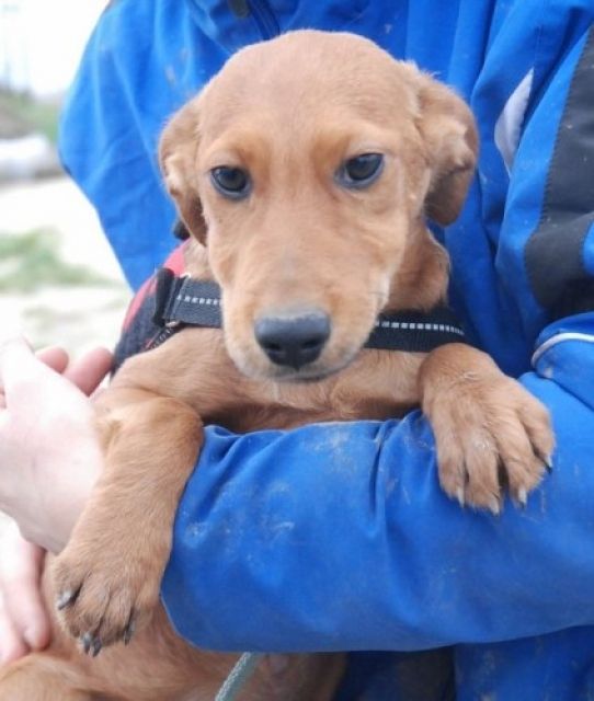 Bubuka möchte gern ein eigenes Körbchen - Hunde - Wissen/Sieg