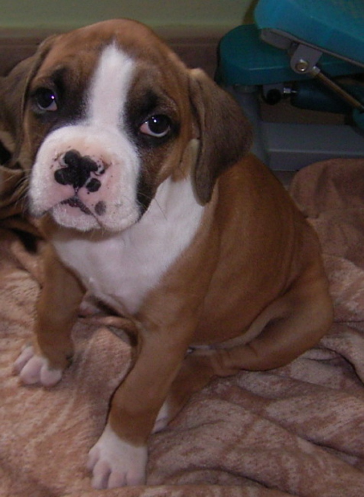 Wunderschöne Boxerwelpen zu verkaufen - Hunde - Potsdam