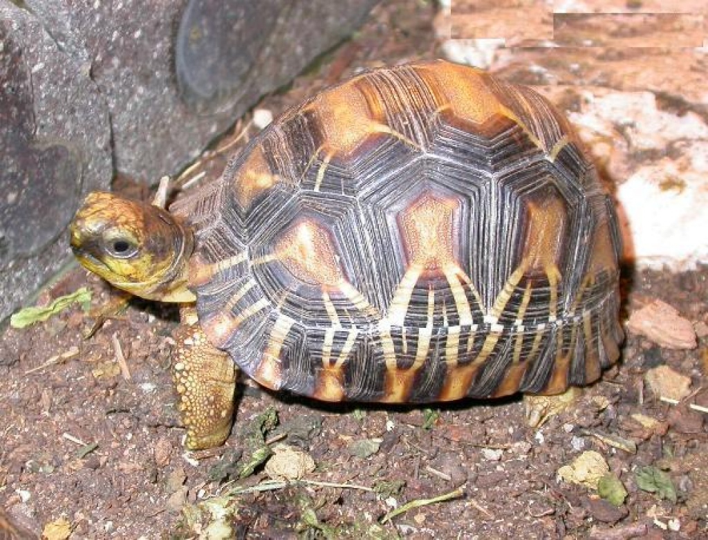 Landschildkröten Geochelone radiata aus 100% Nz - Tierbuecher - Hamm