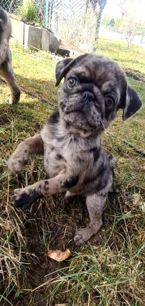 Wunderschöne Mops Babys - Hunde - Treuchtlingen