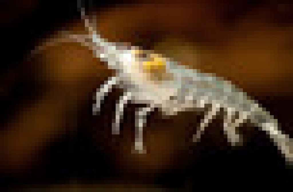 Verkaufe Whitepearl Zwerggarnelenn - Fische - Mühlethal