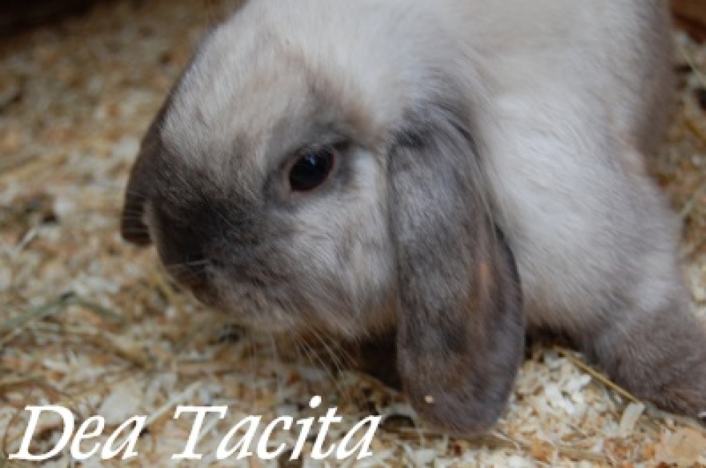 Süße Zwergkaninchen zur Abgabe! - Nagetiere - Mühlhausen Ehingen