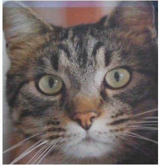 Kater entlaufen in Berlin Neu-Westend - Entlaufen Zugelaufen - Berlin