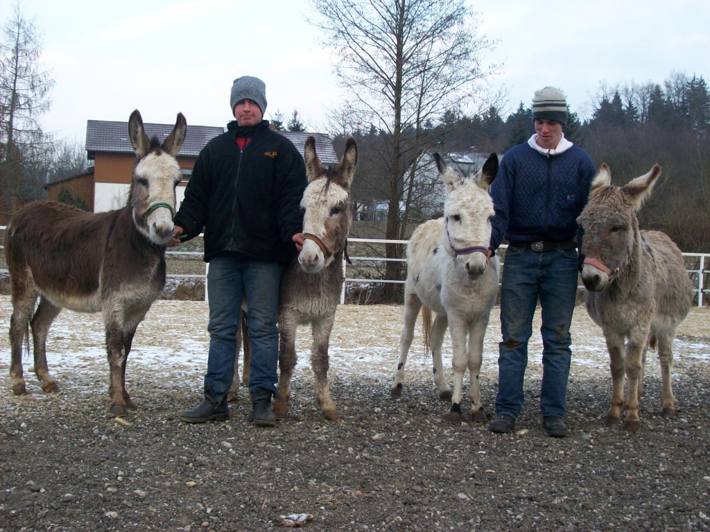 Wunderschöne Esel zu verkaufen-Tiger-Eselhengst und drei Stuten - Nutztiere - Simbach