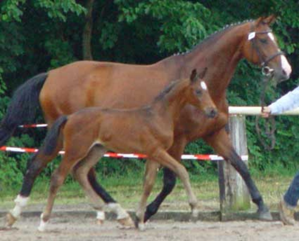Hannoveraner Hengstfohlen Ebony von Earl - Pferde - Burgdorf