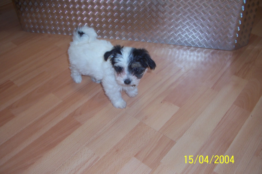 Malteser-Yorkscherterrier Welpen 10 Wochen jung, weibl. - Flugpaten - Köln