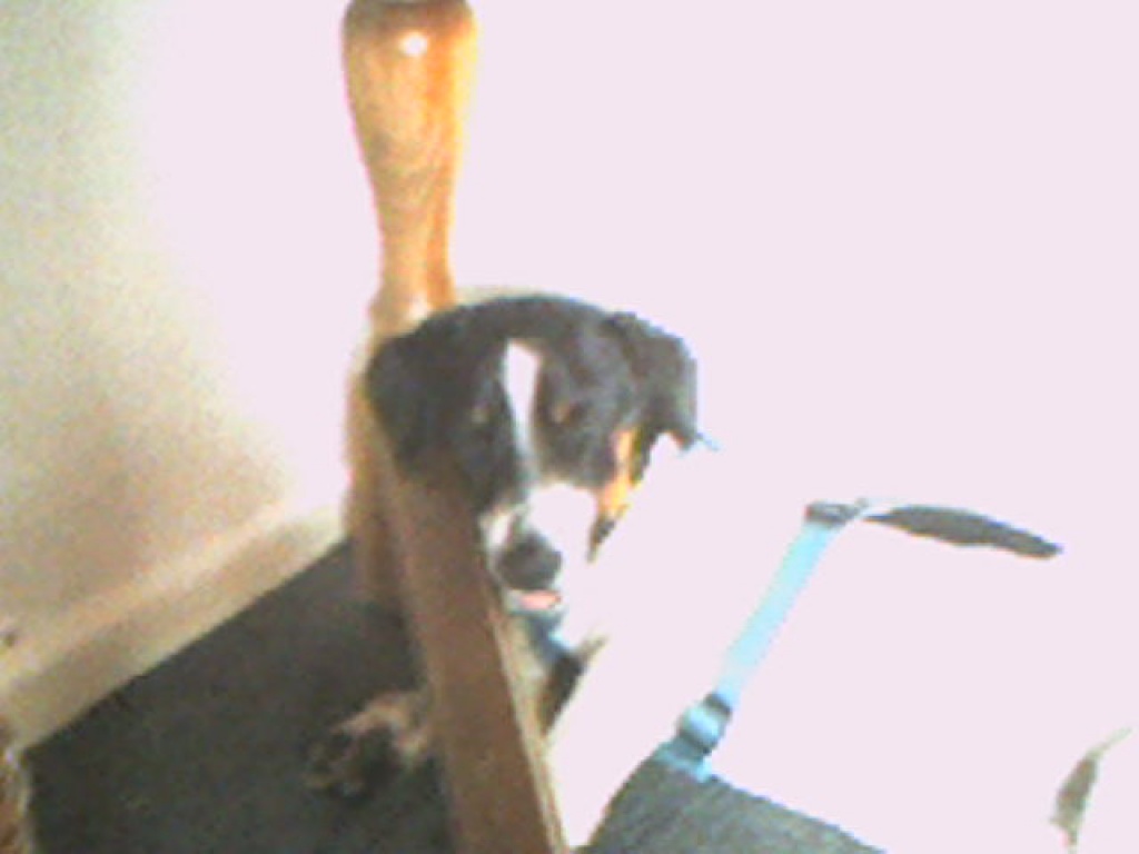 Snoopy sucht ein neues zuhause - Tierboersen - Düren