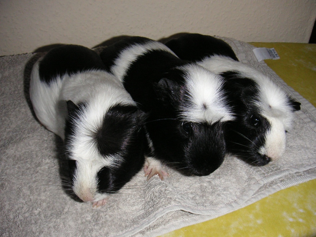Verkaufe 3 süße Meerschweinchenjungs - Nagetiere - Marktoffingen