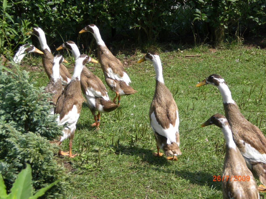 Reinrassige Laufenten rehfarbig-weiß gescheckt - Nutztiere - Oberscheinfeld