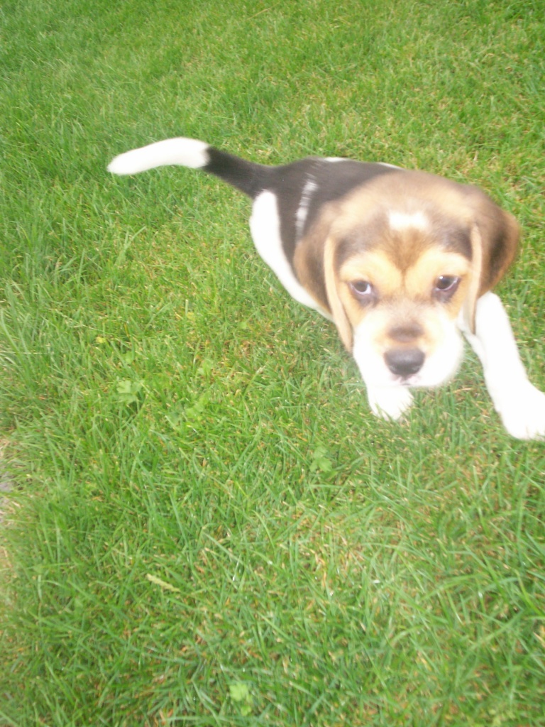 Süße Sommerbeagle für Große und Kleine Hundeliebhaber - Hunde - Derenburg