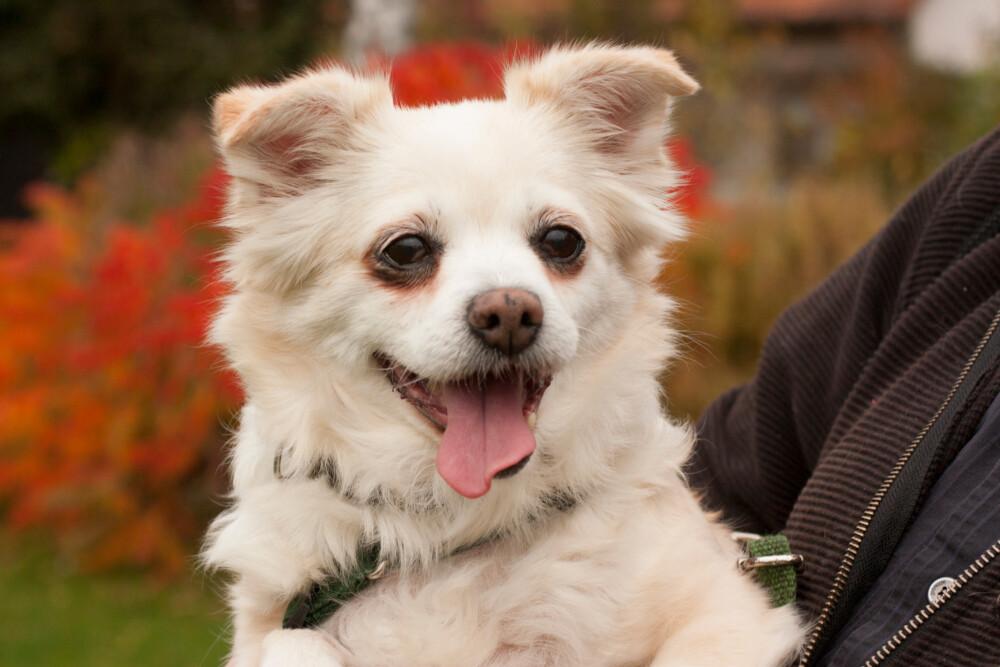 BIRKIE - Chihuahua-Mix - 13 Jahre - Tierhilfe-Franken e.V. - Hunde - Lauf an der Pegnitz