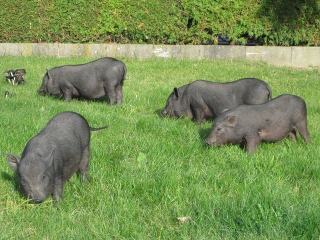 Zwerghängebauchschweinchen - Sonstige Haustiere - Schwendi