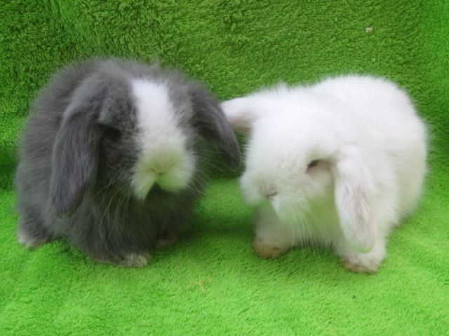 2 Ostehasen, Teddywidder suchen einen super Platz - Hasen Kaninchen - Ranshofen