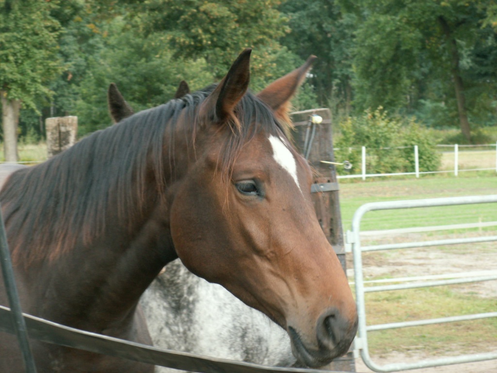 Gesunde und hübsche Pferde aus Robuster Haltung, Trakehner und Quarters - Hunde - Schwarmstedt
