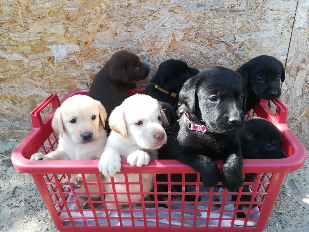 Labrador Retriever Welpen reinrassig - Hunde - Gerbstedt