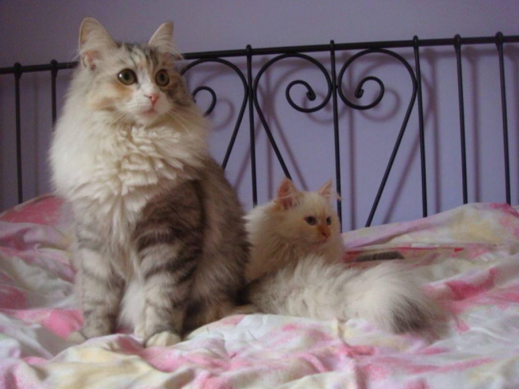 Sibirische Katzen vom Sternennebel - Katzen - Wassenberg