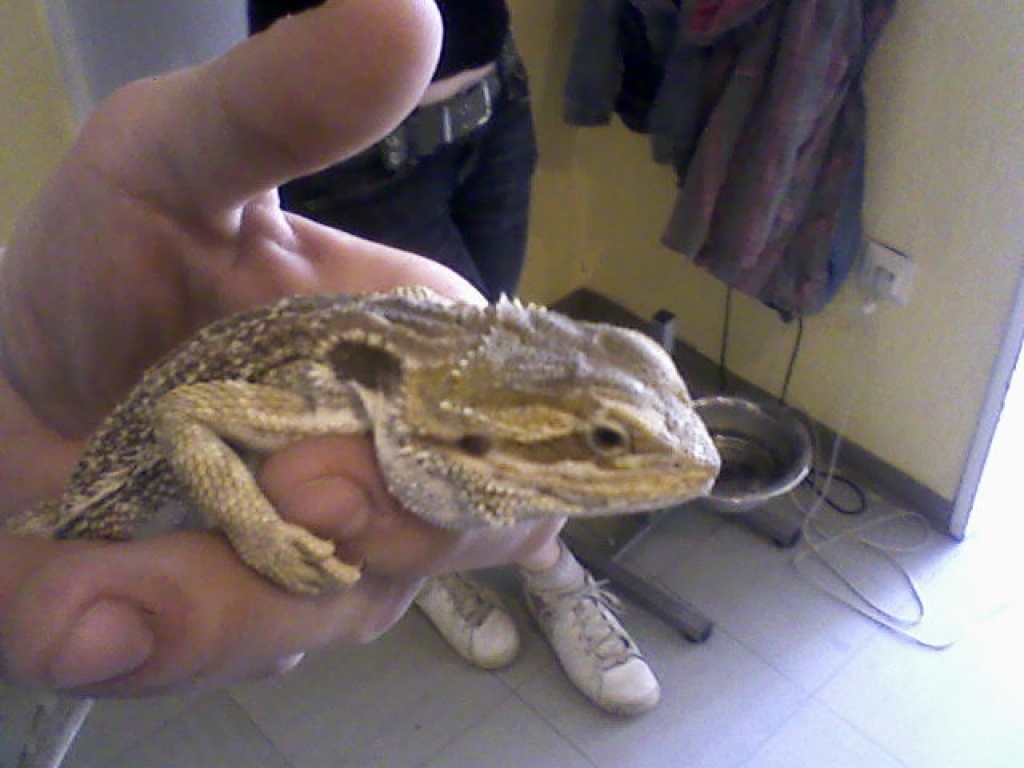 Bartagame Yellow Sandfire/Pastel MIX - Reptilien - Münster