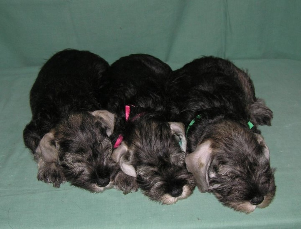 Süße Zwergschnauzerwelpen - Hunde - Turnov - CZ