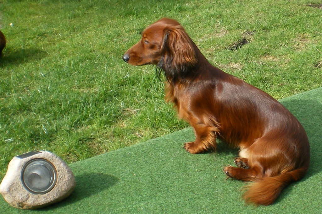 Zwerg Langhaardackel Deckrüde - Hunde - Papenburg