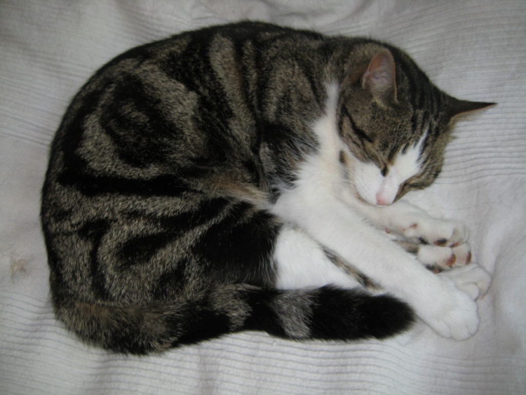 Jazzi Freigänger super hübscher Kater sucht ein neues Zuhause! - Tierboersen - Hamburg