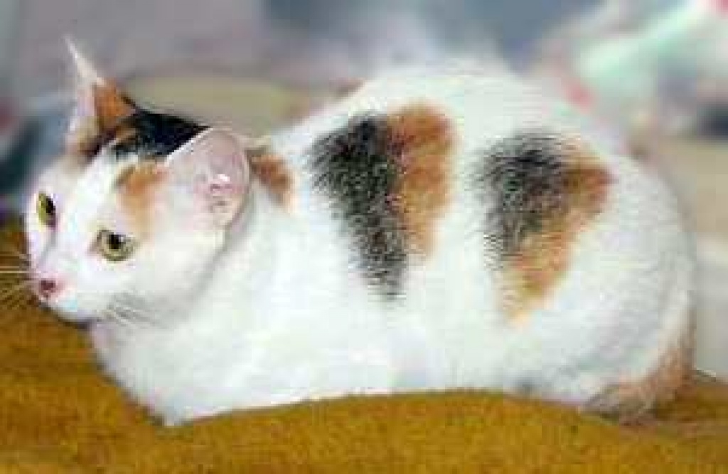 Traurige Cienvi- lieb und trotzdem ohne Zuhause! - Katzen - Oberhausen