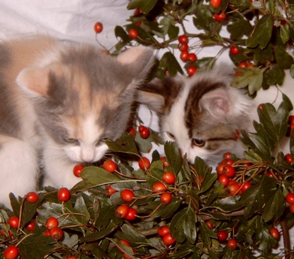 Rasse-Mix-Katzenbabys Kurz- und Langhaar in diversen Farben - Katzen - Pölitz