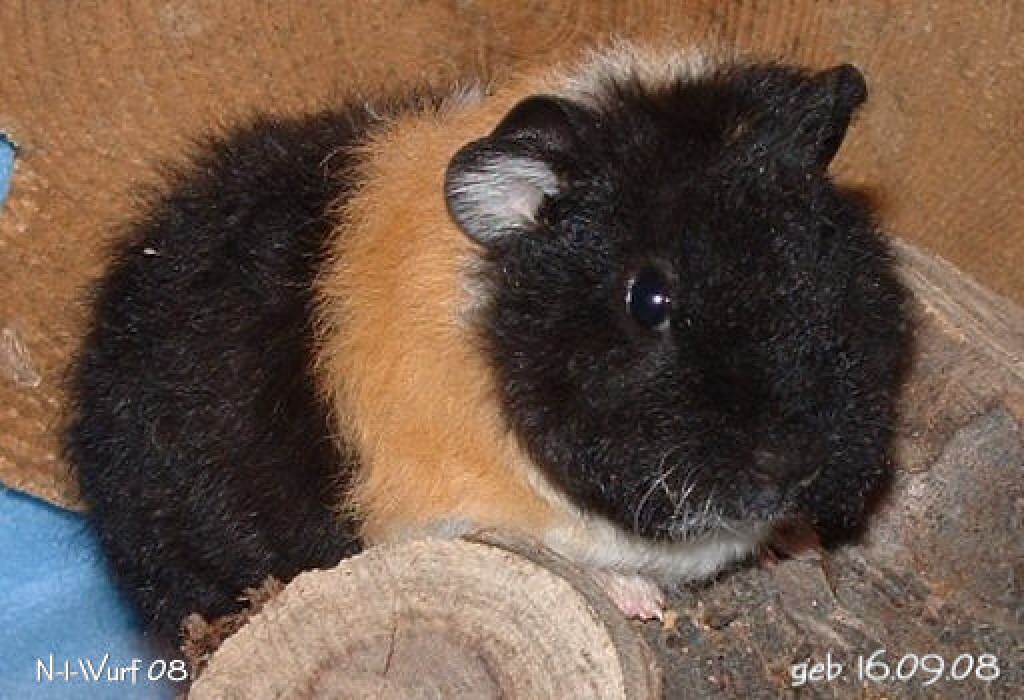 Süße junge Meerschweinchen suchen neues Zuhause - Nagetiere - Taufkirchen Vils