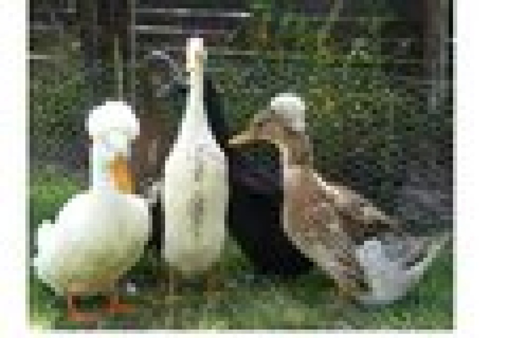 Laufentenerpel in weiß abzugeben! - Nutztiere - Güritz Försterei