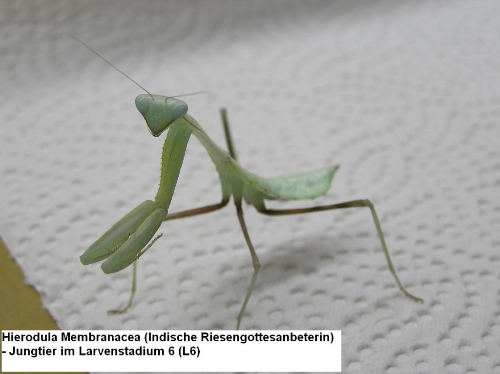 Gottesanbeterinen abzugeben - Insekten - Hamm