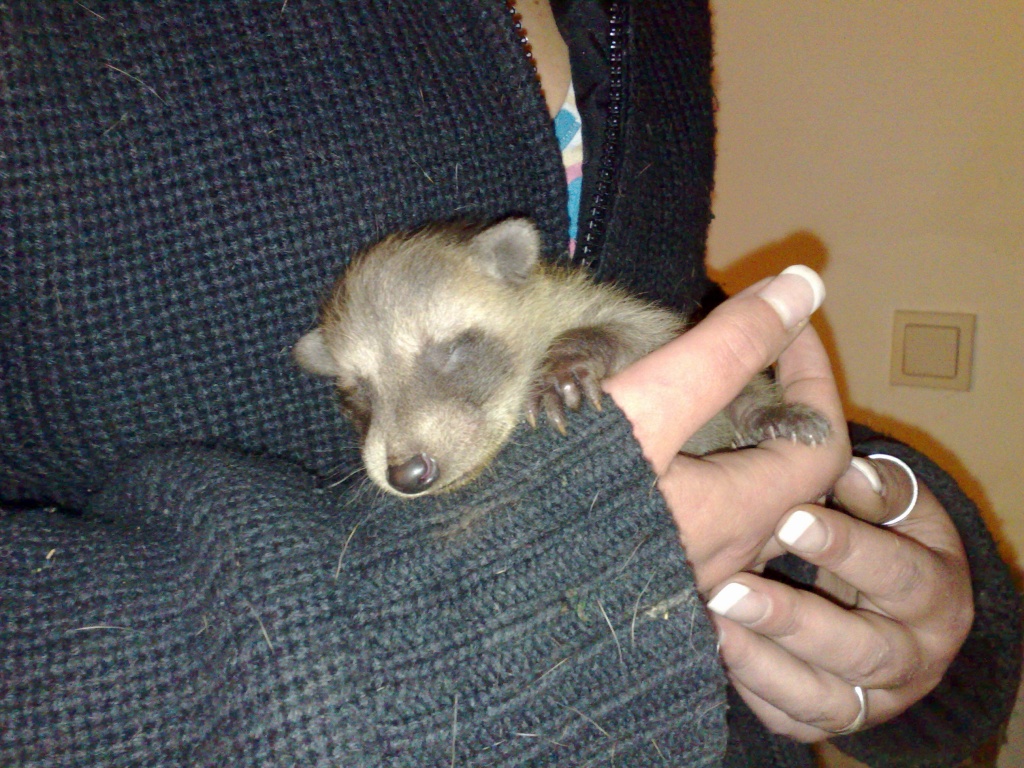 Waschbären Babys abzugeben! - Tierboersen - Königswinter