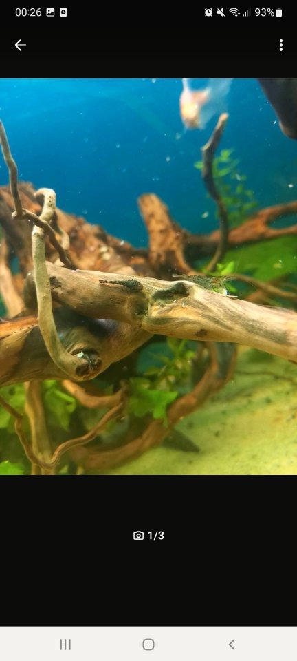 Antennenwels Babys,eigene Zucht,Abnahme ab 3-4stk - Fische - Hunding