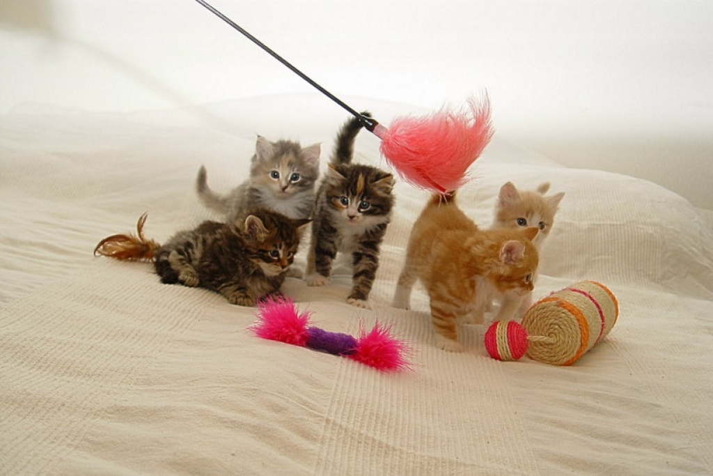 2 Norwegische Waldkatzenbabys - Katzen - Mönchengladbach