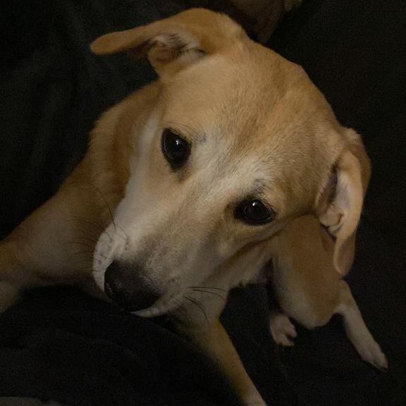 Missy - hat bereits ein gesundes Selbstbewusstsein - Hunde - Krefeld