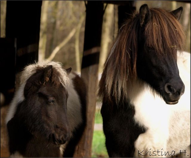 Tolle Islandpferde zu verkaufen! - Pferde - St. Veit an der Glan