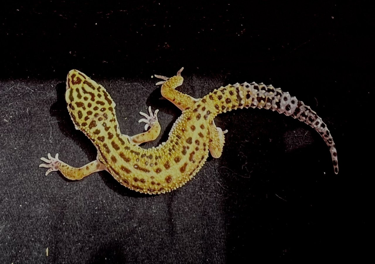 Leopardgekos weiblich aus 2022 - Reptilien - Hildrizhausen