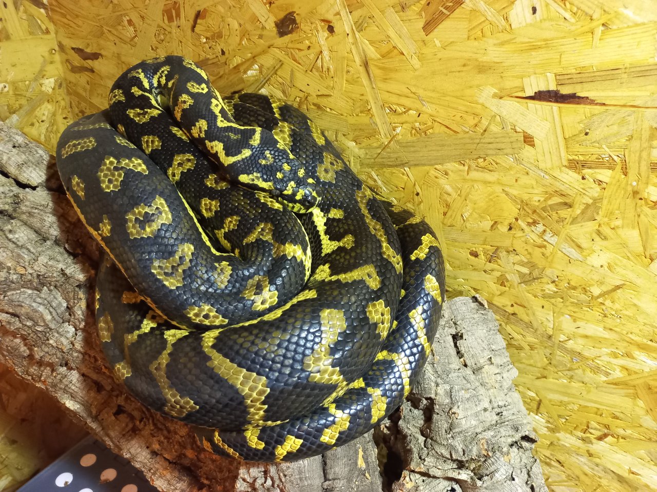 1.0 Teppichpython (Morelia Spilota) NZ 16, Diamond Jungle Jaguar - Reptilien - Tulln an der Donau
