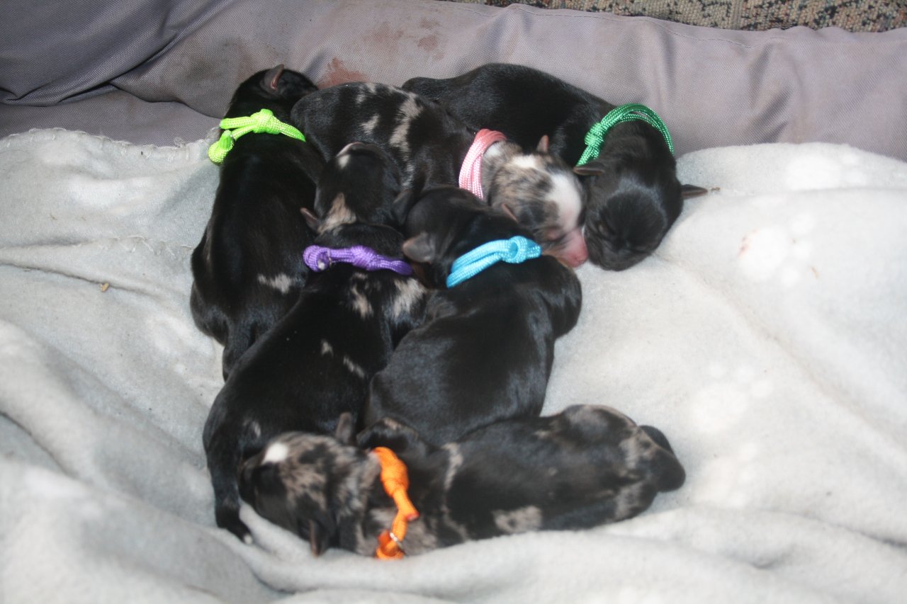 Biewer - Yorkshire Terrier Welpen - Hunde - Buchholz/Aller