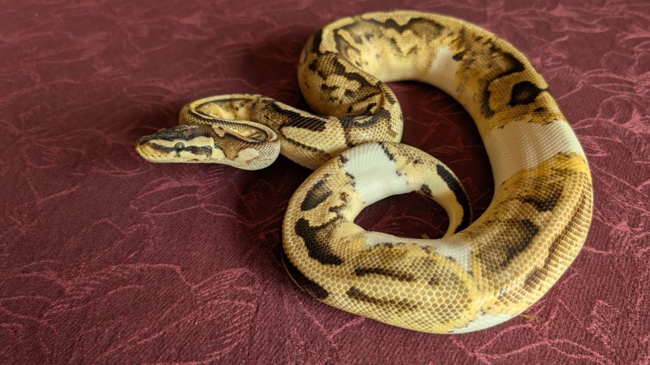 Königspython Männchen Piebald - Reptilien - Gifhorn