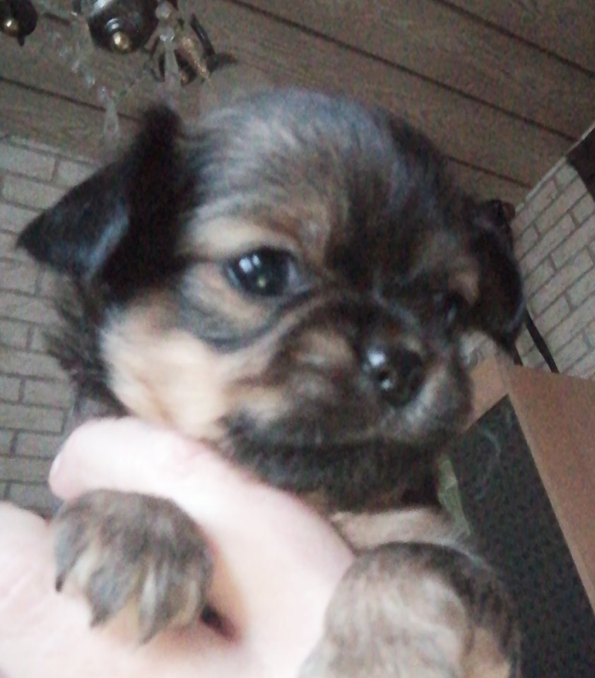 Chihuahua Welpen reinrassig, Lang Haar, typvoll - Hunde - Hannover