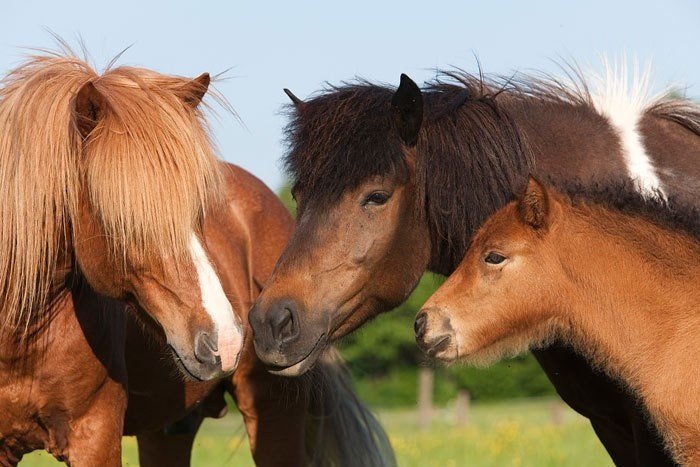 Suche Reitbeteiligung für zwei brave Pferde - Pferde - Bestwig